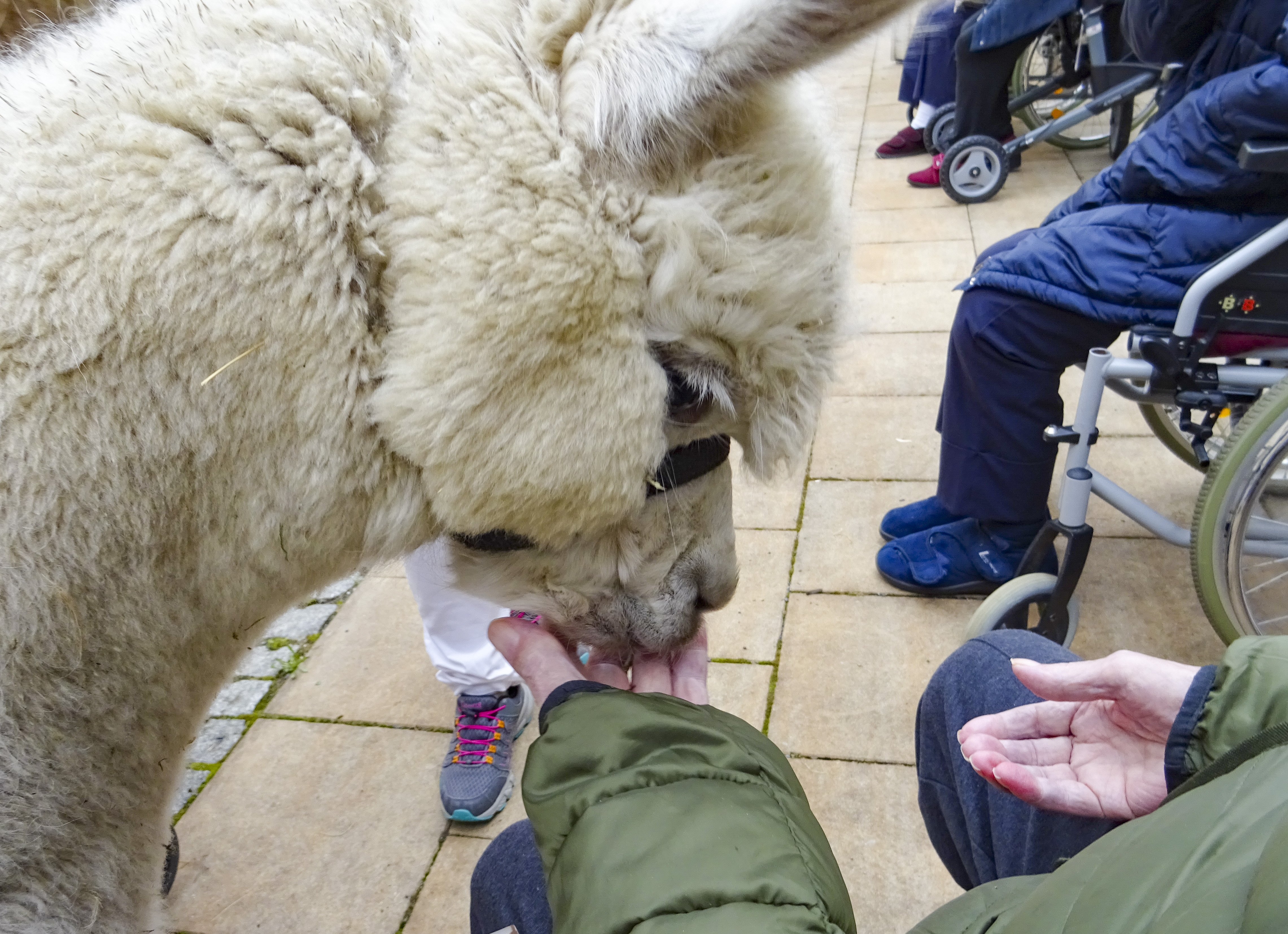 Alpaka frisst Mann in grüner Jacke aus der Hand